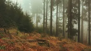 Thumbnail: No AI - Pure Nature: 4K - Drifting Clouds & Forest Fog - Wind Sounds for Sleeping