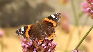 Thumbnail: Vanessa Atalanta, the Red Admiral