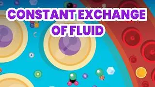 Thumbnail: Your Body Is Moving Liters of Fluid Right Now