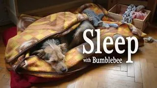 Thumbnail: Can’t Sleep? 😴 Calm Dog Sleeping 🐶 Soft Background Noise | Fall Asleep Fast