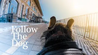 Thumbnail: POV walking my dog For Background – Bumblebee – Pest side and crossing Petőfi Bridge