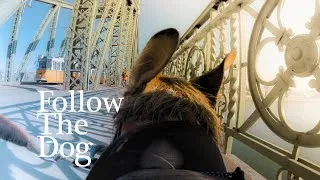 Thumbnail: POV walking my dog For Background – Bumblebee – crossing Liberty Bridge in Budapest