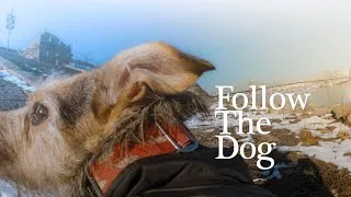 Thumbnail: POV walking my dog For Background – Bumblebee – Danube walk near Liberty Bridge