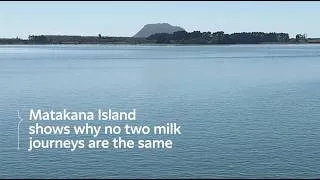 Thumbnail: Collecting milk from Matakana Island in the Bay of Plenty
