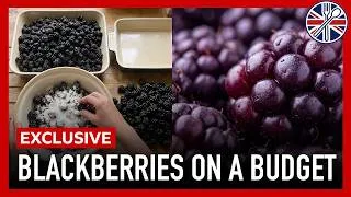 Thumbnail: Where To Buy The Cheapest UK Blackberries This Summer