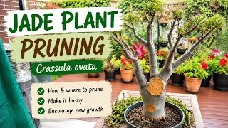Thumbnail: Jade Plant (Crassula ovata) Pruning | How to Make Your Jade Bushy & Healthy