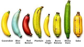 Thumbnail: Every Banana Explained in 11 Minutes