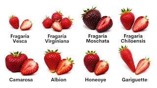 Thumbnail: Every Strawberry Explained in 14 Minutes