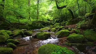 Thumbnail: Summer Forest Atmosphere, Stream Sounds, Healing Sounds played by Nature