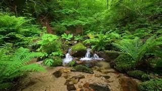 Thumbnail: Calming Nature Sounds, Beautiful Birdsong, Stream Sounds