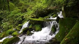 Thumbnail: Mountain Small Waterfall, Forest Sounds, Birdsong