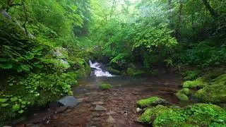 Thumbnail: Rainy Summer Valley Atmosphere, Peaceful Nature Sounds, Birdsong