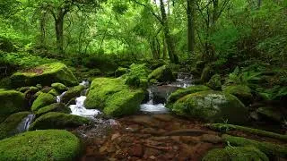Thumbnail: Gentle Nature Sounds, Stream Sounds, Lovely Birds Chirping