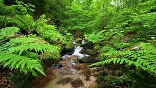 Thumbnail: Beautiful Nature Sounds, Lovely Birdsong, Peaceful Stream