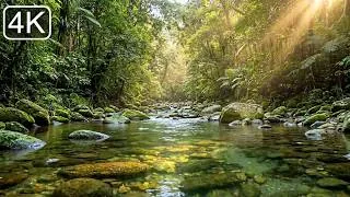 Thumbnail: Forest Ambience at Dawn, Birdsong with Peaceful Stream