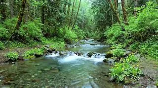 Thumbnail: Escape to Nature: Serene Stream Flowing with Morning Bird Calls