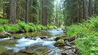 Thumbnail: Forest Ambience, Serene Stream with Birdsong at Dawn for Relaxation