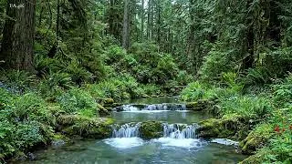 Thumbnail: Peaceful Forest Atmosphere, Calming Stream with Birdsong for Relaxation