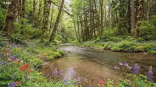 Thumbnail: Sounds of the Forest, Birdsong with Gentle Stream