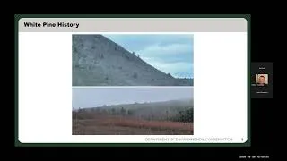 Thumbnail: Managing White Pine Health in New York Forests