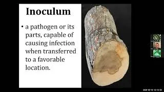 Thumbnail: Fundamentals of Northeastern Forest Pathology