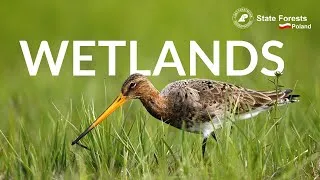 Thumbnail: Wetlands