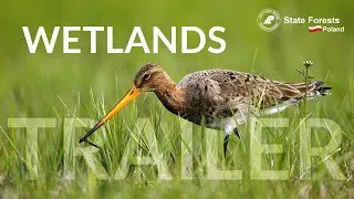 Thumbnail: Wetlands - TRAILER