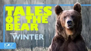 Thumbnail: TALES OF THE BEAR. Winter