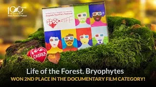 Thumbnail: Trailer Life of the Forest. Bryophytes +2nd place ZTFF2025