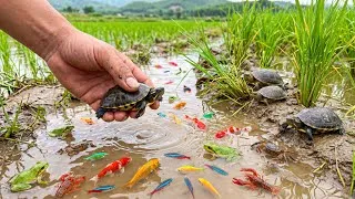 Thumbnail: INSANE Wildlife Catch! 😳 Fish, Frogs, Turtles & Crabs All Together