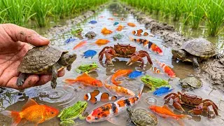 Thumbnail: Unreal Wildlife Discovery 🐟 Frogs, Fish & Turtles Swarming Together!