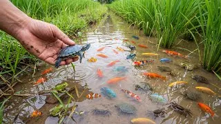 Thumbnail: Insane Mud Catch! 😱 Hundreds of Frogs, Turtles & Fish Pulled From the Mud
