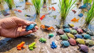 Thumbnail: Incredible Mud Pond Discovery! 😱 Catching Hundreds of Hidden Creatures