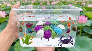 Thumbnail: Catching 20 Colorful Tiny Turtles & Fish at Lotus Lake  Amazing Pond Wildlife
