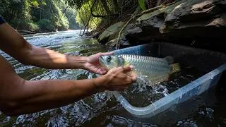 Thumbnail: Hidden Fish Found in Lotus Pond! Realistic POV Catching Siamese Fighting Fish, Koi & More