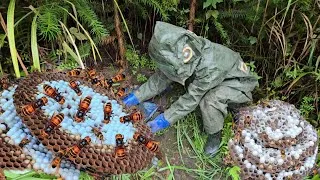 Thumbnail: All the Hornet Pupae Have Disappeared Without a Trace