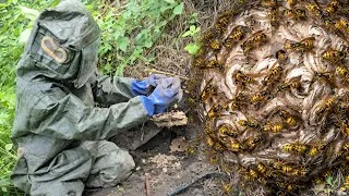 Thumbnail: Hunting for the Best Tasting Species of Hornets to Raise as Specialty Food