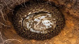 Thumbnail: The terrifying venom of the tiny hornet - Stings that hurt for 3 days and 3 nights