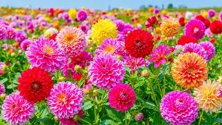 Thumbnail: (NO AI) This Flower Field Feels Like a Dream 🌺 Gorgeous Dahlia Blooms to Refresh Your Soul 💗