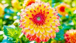 Thumbnail: (NO AI) This Dahlia Garden Feels Like a Dream 🌸 Stunning Flowers to Calm Your Mind & Soul 💗