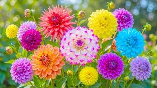 Thumbnail: (NO AI) 100% Feel Peace Walking Through This Colorful Dahlia Garden 🌺 A Dream Flower Escape 🌿