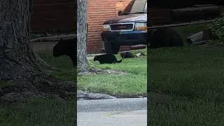 Thumbnail: There's two 🫪🫪 #catvideos  #cats 
