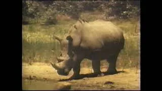 Thumbnail: Valley of Rhino (full documentary)