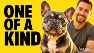 Thumbnail: The French Bulldog Quality Owners Treasure Most