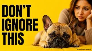 Thumbnail: French Bulldog Always Tired? You Might Be Making This Mistake