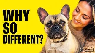 Thumbnail: Why French Bulldogs Never Feel Like Just Pets
