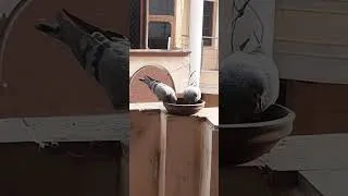 Thumbnail: Zabardast Pigeon Fight #Share#Subscribe#Never Seen B4