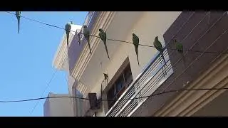 Thumbnail: Saptrishi #Parrot #Watch them get Lucky#POV#subscribe #share