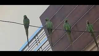 Thumbnail: Sitting in a class#What is a group of Parrots called?#share