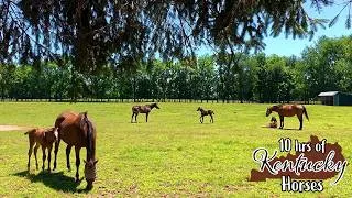 Thumbnail: [No Ad Breaks] Dog TV & Cat TV 🐴 10 Hours of Relaxing Kentucky Horses & Foals Grazing | Sleep Aid